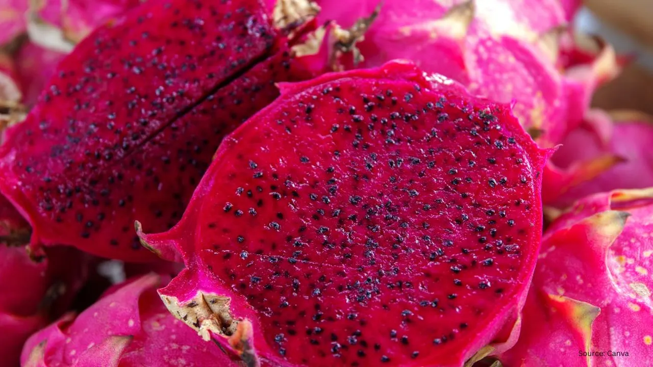 Rahasia Buah Naga Manis dan Segar, Simak Tips dari Ahlinya
