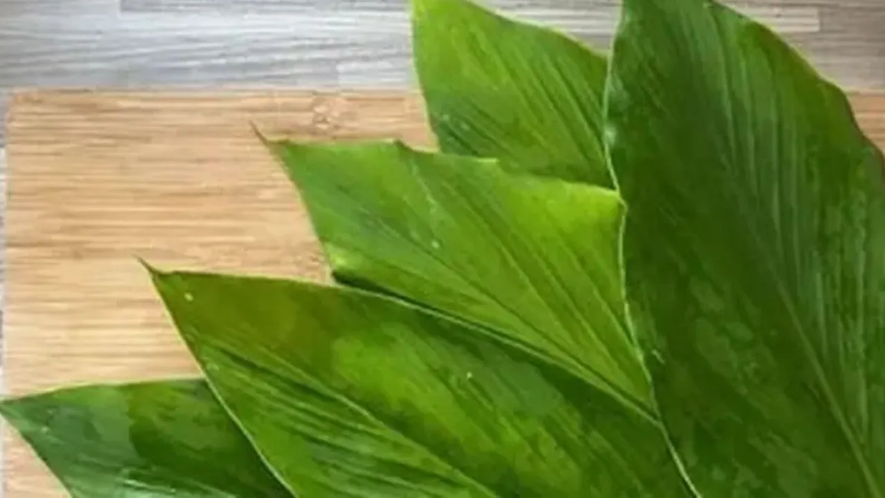 Rahasia Daun Kunyit, Obat Herbal Alami untuk Menangkal Kolesterol Tinggi dan Asam Urat
