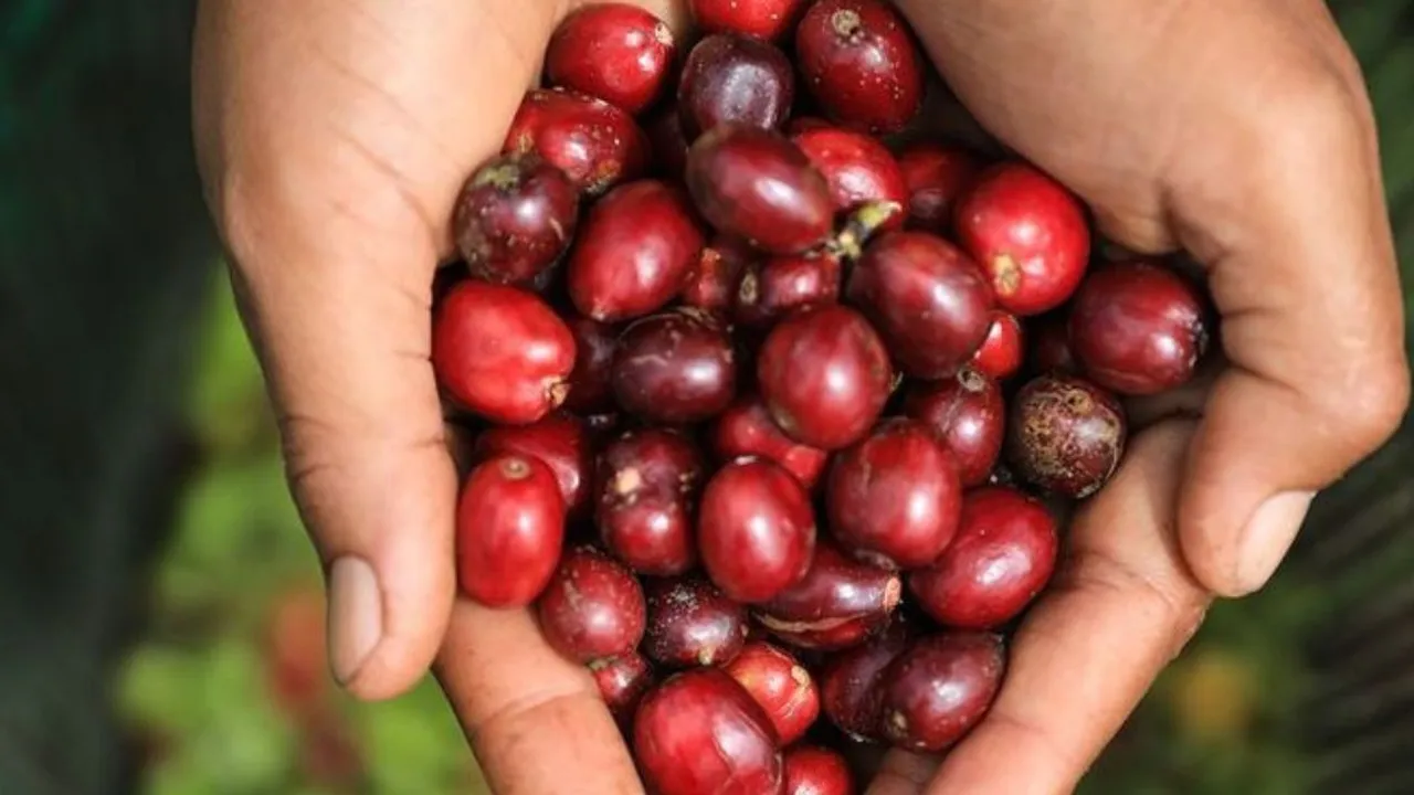 Rahasia Kopi dalam Mengurangi Risiko Asam Urat