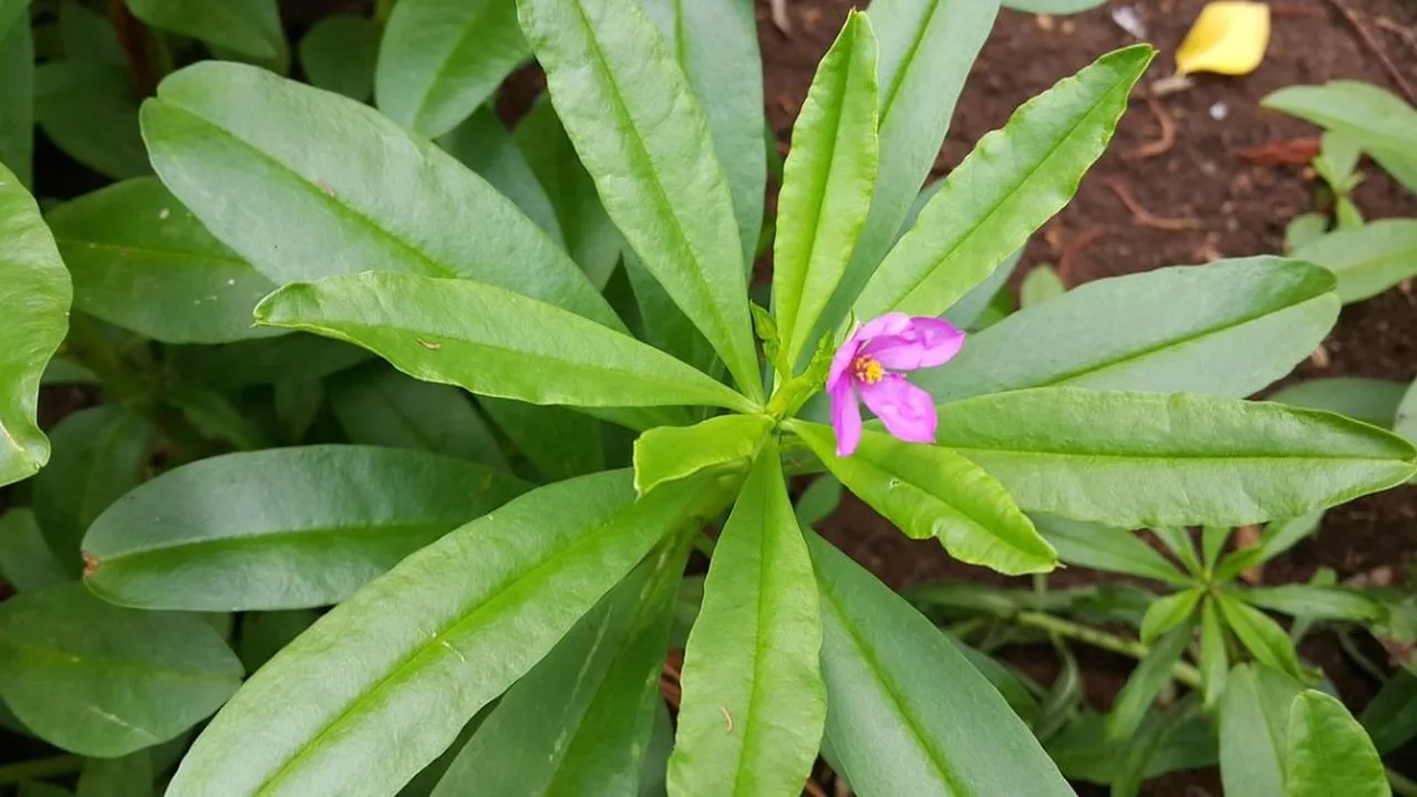 Rahasia Mengolah Daun Ginseng, Solusi Alami untuk Mengatasi Diabetes dan Meningkatkan Kesehatan Otak