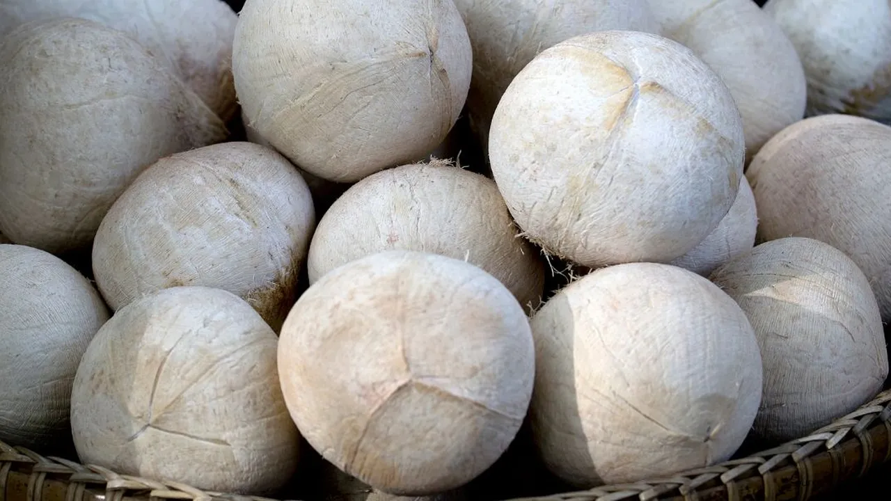 Rahasia Menyimpan Kelapa Kupas Tahan Sebulan Tanpa Takut Tengik