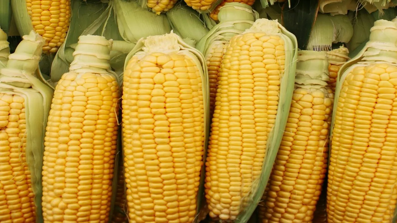 Rahasia Merebus Jagung agar Empuk dan Tetap Manis, Bisa Dicoba di Rumah