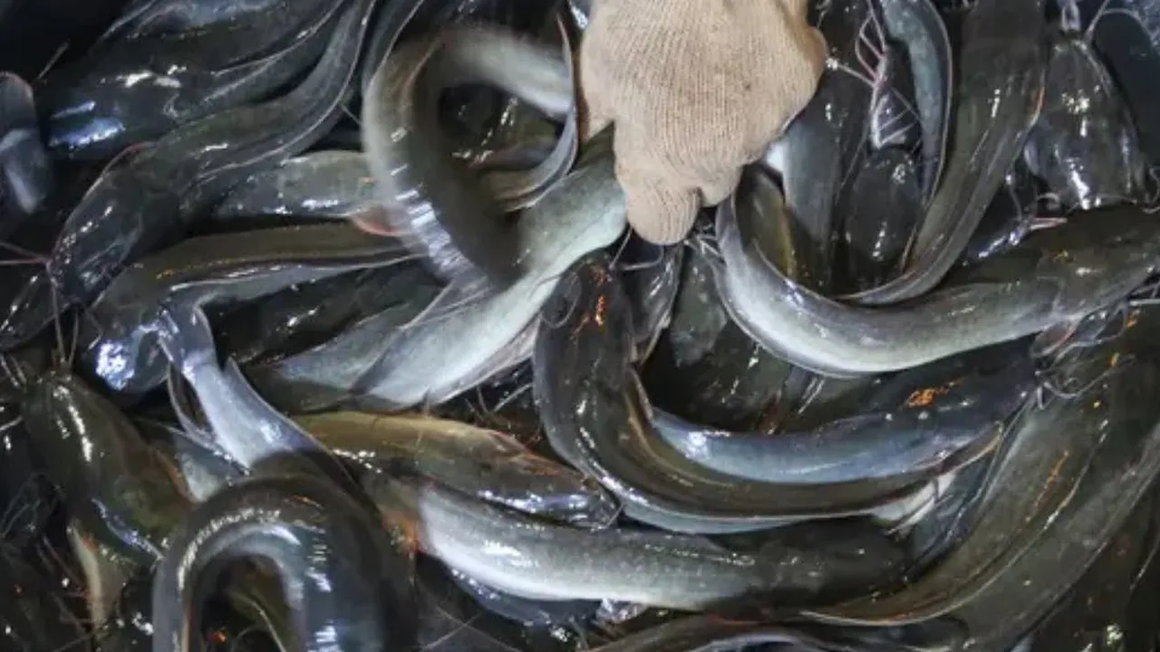 Rahasia Praktis: Mengolah Ikan Lele Tanpa Amis dan Lendir dengan Mudah