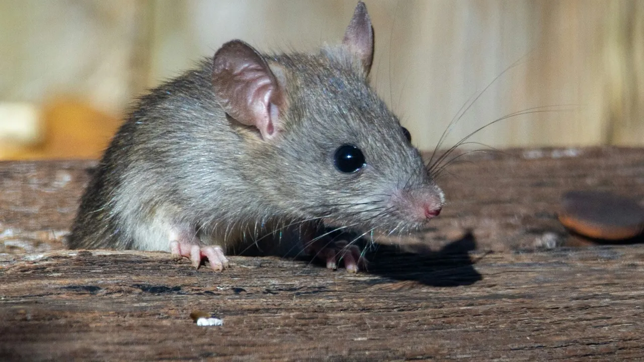 Rahasia Sederhana Mengusir Tikus dari Rumah dengan Bahan Dapur yang Ada!