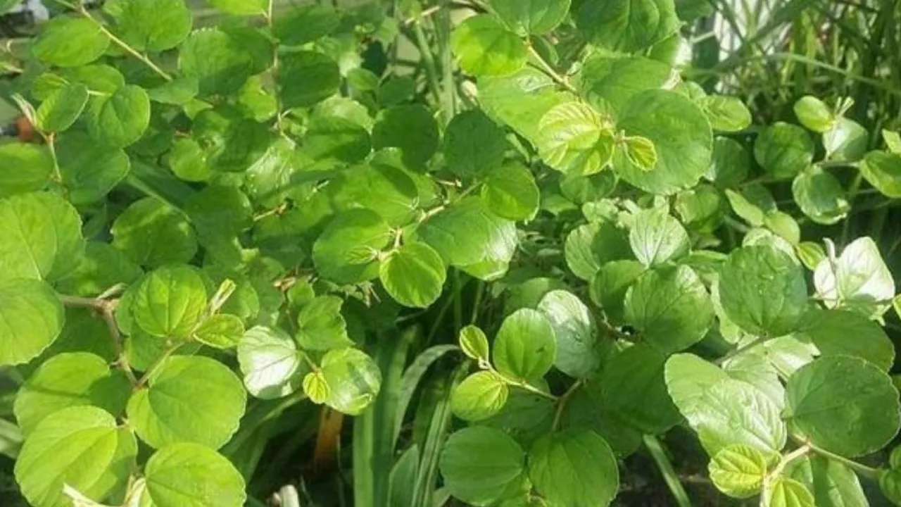 Rahasia Sehat: Merebus Daun Bidara untuk Menurunkan Kolesterol dan Meredakan Depresi!