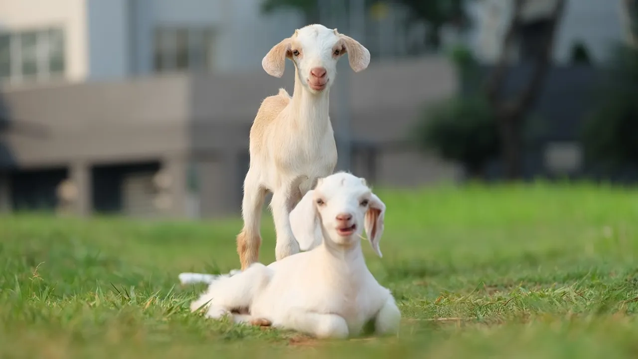 Ramalan Primbon Shio Kambing Minggu Ini 11-17 Desember 2023, Ketahui Prediksi Keuangan dan Kariernya
