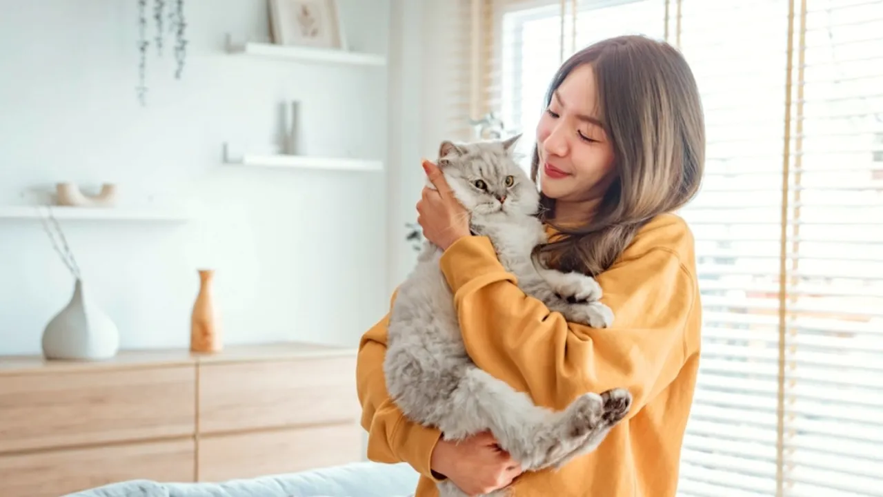 Rekomendasi Makanan Kucing yang Cocok Buat Anabulmu