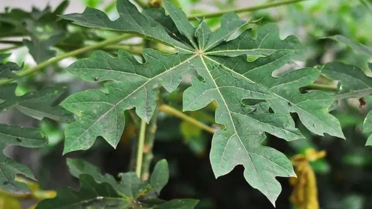 Resep Daun Pepaya, Solusi Alami Menurunkan Kolesterol dan Menjaga Kesehatan