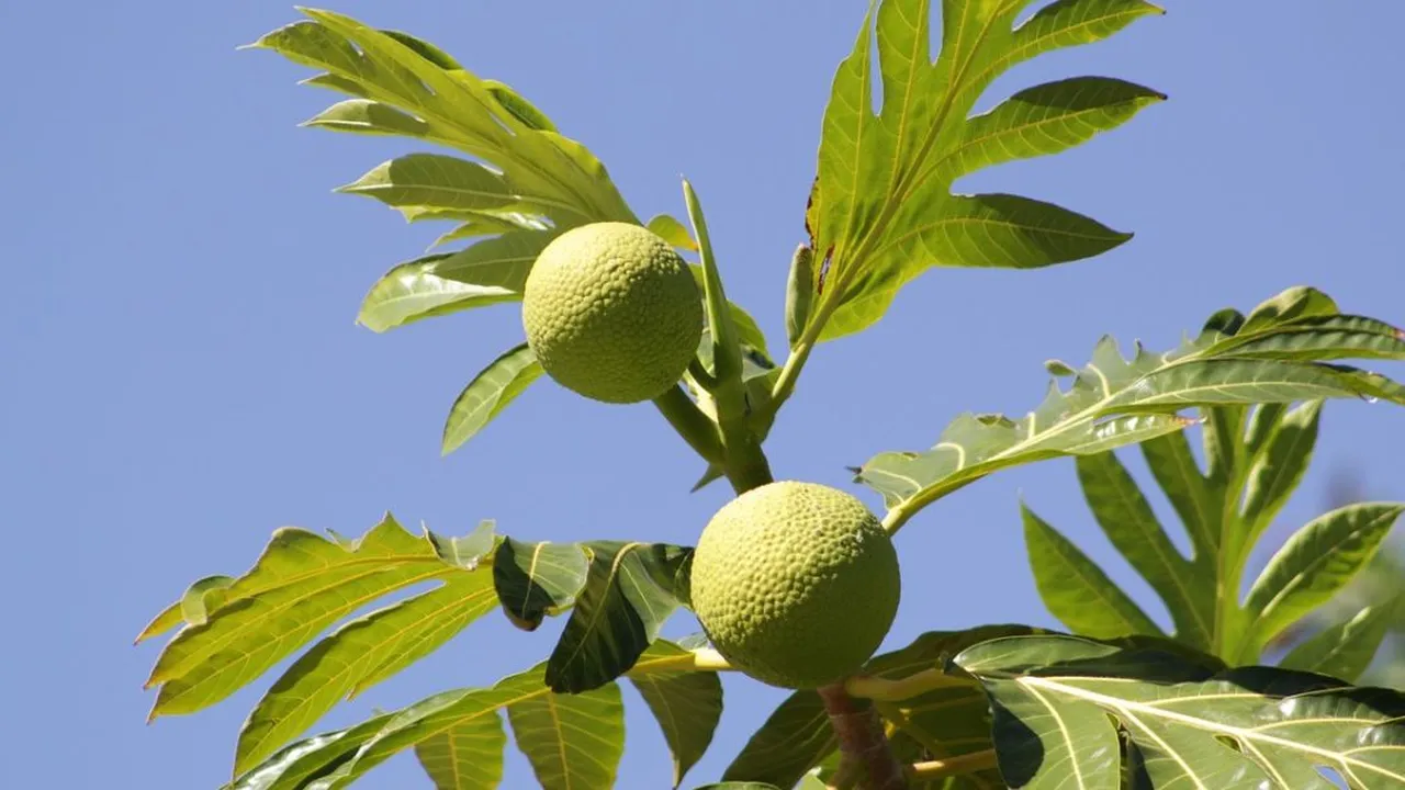 Resep Mengolah Buah Sukun untuk Penderita Diabetes, Makanan Bergizi yang Aman Dikonsumsi Resep Mengolah Buah Sukun untuk Penderita Diabetes, Makanan Bergizi yang Aman Dikonsumsi