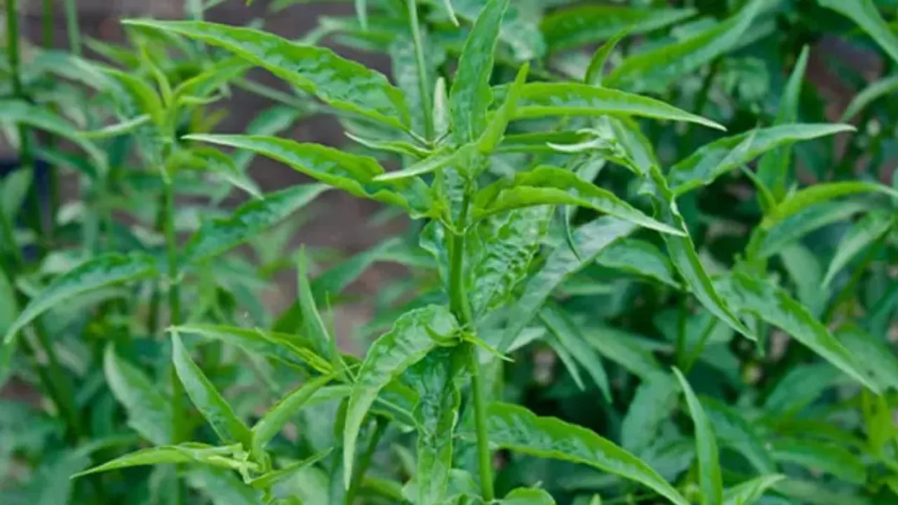 Resep Mudah dan Menyehatkan, Intip Cara Merebus Daun Dandang Gendis untuk Diabetes dan Kanker
