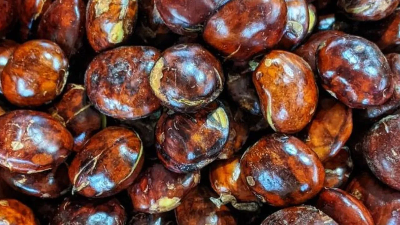 Resep Rebus Jengkol Tanpa Bau Menyengat, Gunakan Tiga Bahan Ini