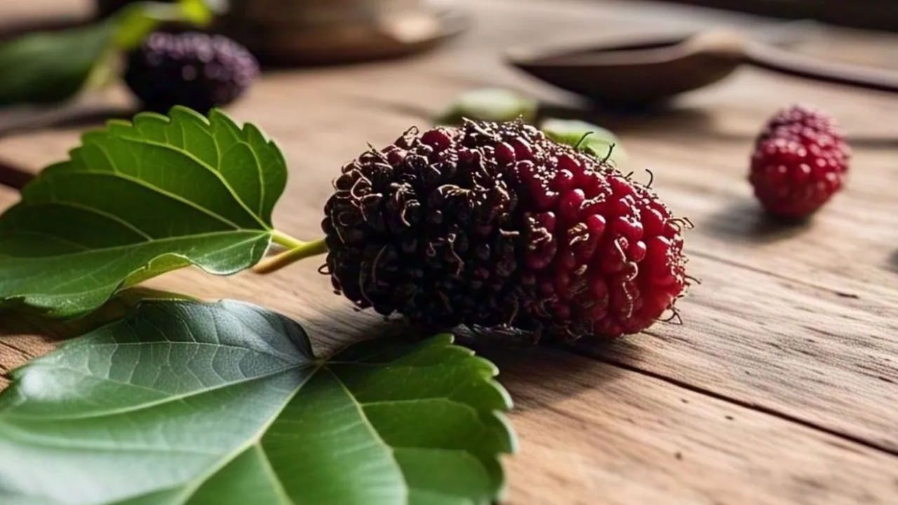 Resep Rebusan Daun Murbei untuk Turunkan Kolesterol Secara Alami