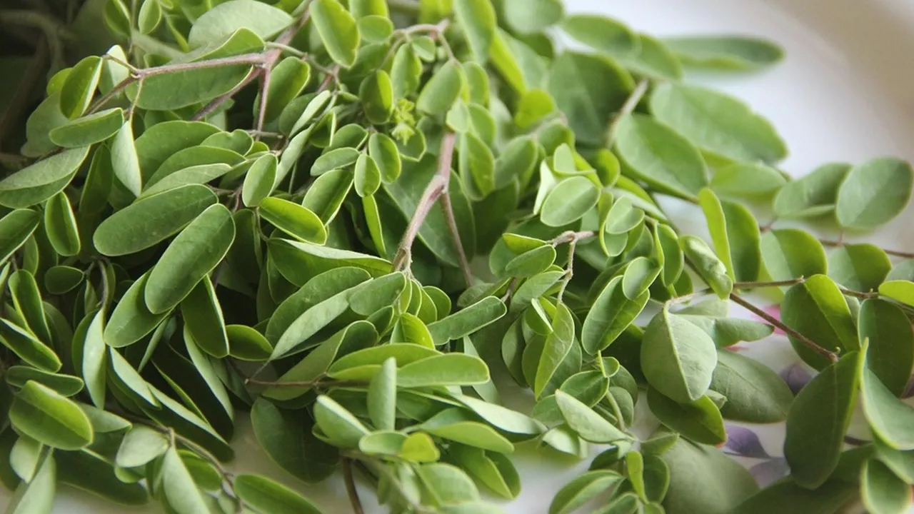 Resep Sayur Daun Kelor yang Praktis dan Cocok untuk Menu Sehari-hari