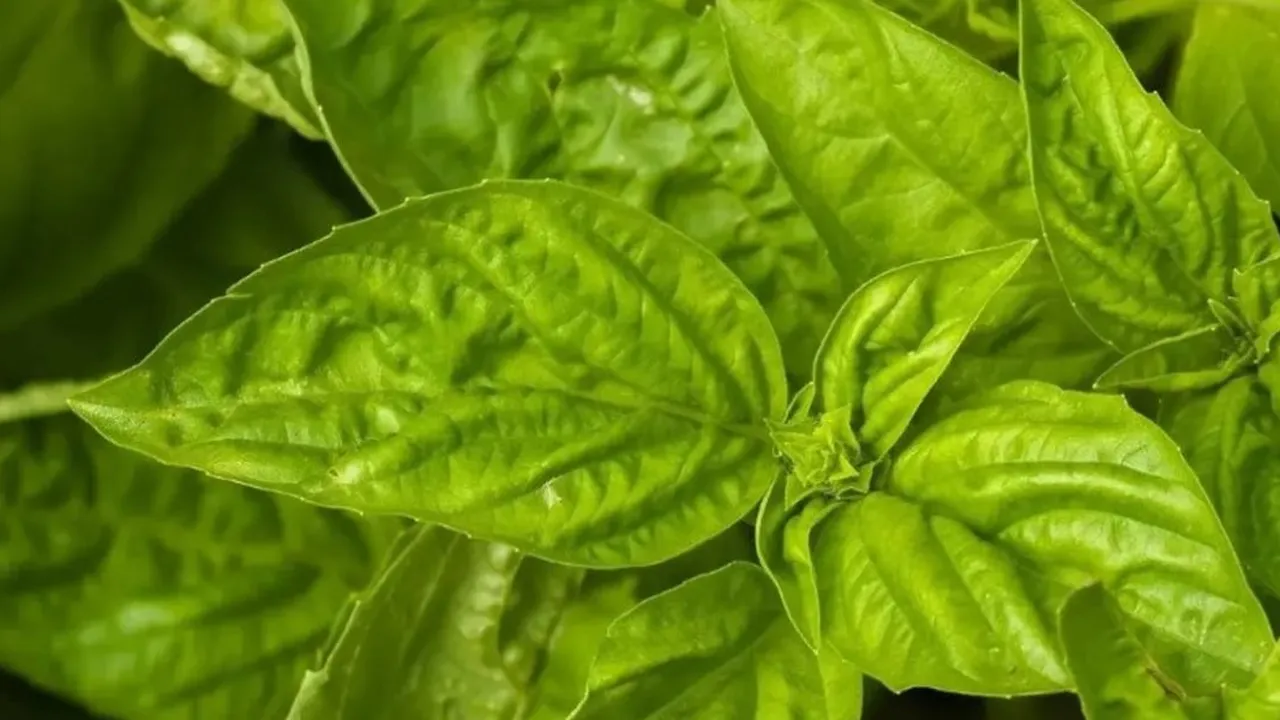 Selain Enak Dijadikan Lalapan, Daun Kemangi Juga Efektif Menurunkan Asam Lambung, Gula Darah, dan Kolesterol