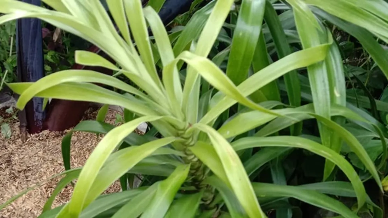 Selain Sebagai Pewarna, Ini 7 Manfaat Daun Suji untuk Kesehatan - Sehatkan Kulit