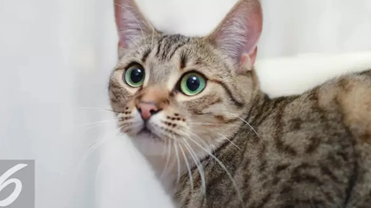 Selandia Baru Larang Warganya Pelihara Kucing, Ini Alasannya!