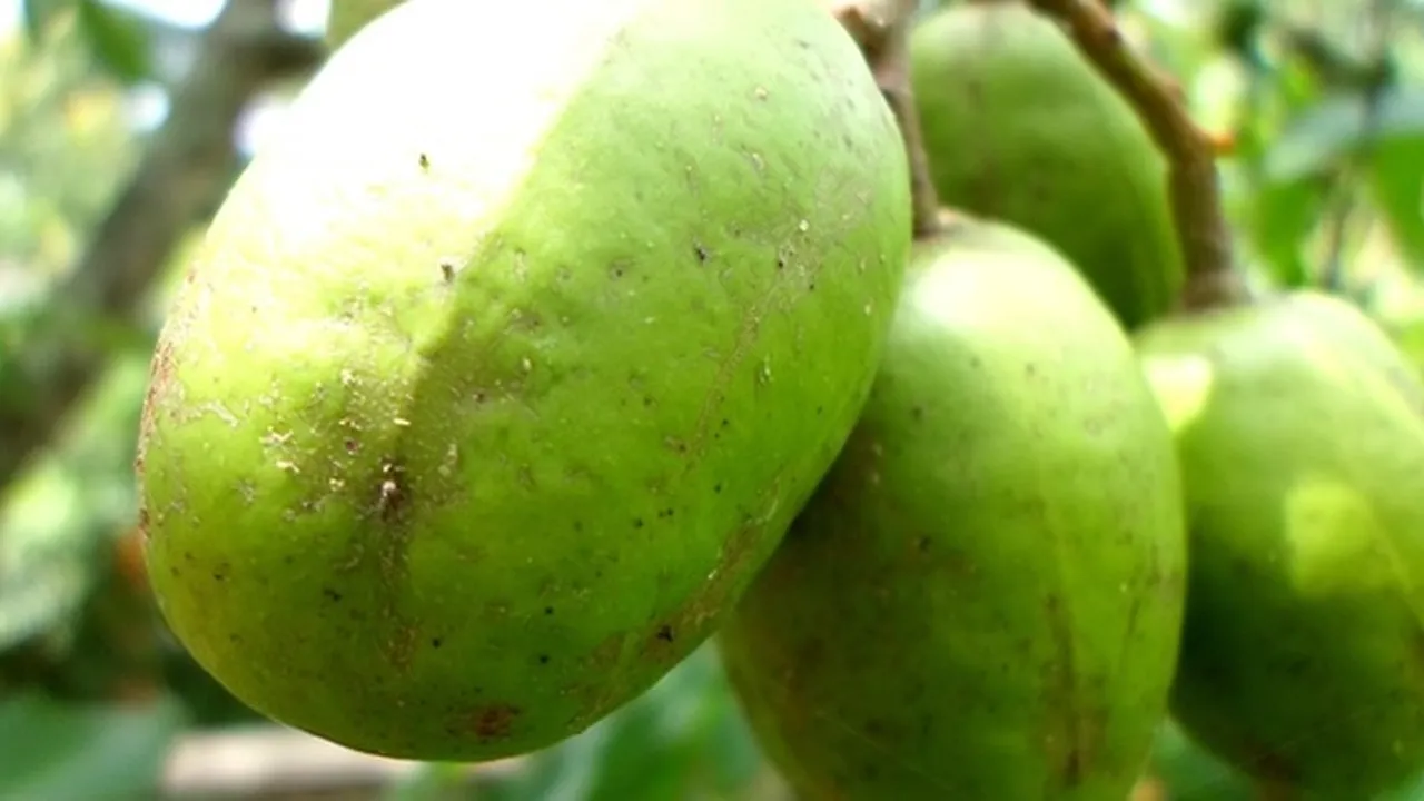 Sering Dijadikan Rujak Buah, Ternyata Ini 8 Manfaat Kedondong Bagi Tubuh Jadi Sumber Vitamin A