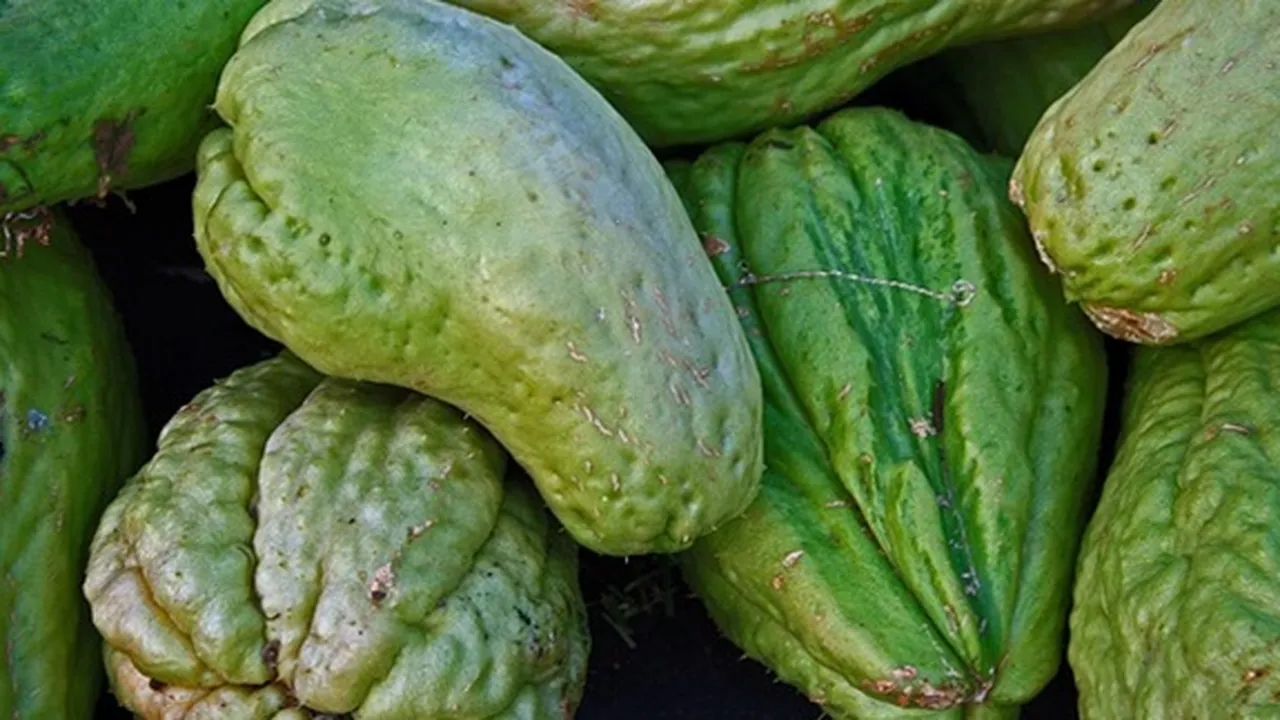 Sering Jadi Lalapan dan Dimasak Sayur, Ini Sederet Manfaat Labu Siam untuk Kesehatan