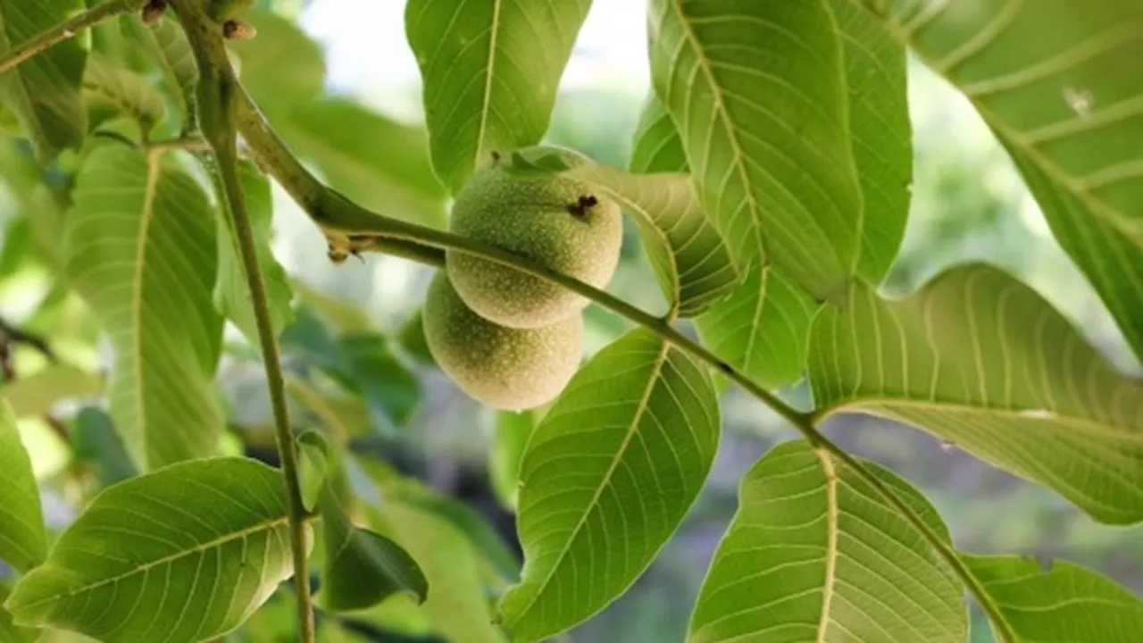 Tak Hanya Mengatasi Diare, Ini 8 Manfaat Daun Jambu Biji Bagi Kesehatan