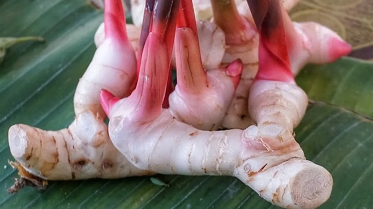 Tak Sekadar Bumbu Dapur, Ini Sederet Manfaat Lengkuas untuk Kesehatan