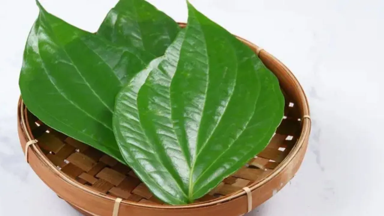 Tanaman Obat di Sekitar Kita, Resep Daun untuk Kolesterol dan Hipertensi
