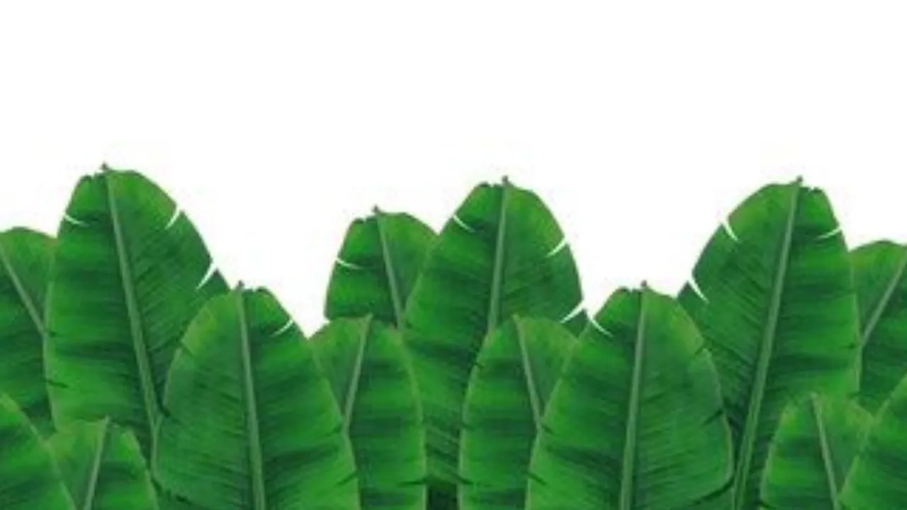 Teknik Rahasia Simpan Daun Pisang Agar Awet dan Tidak Membusuk