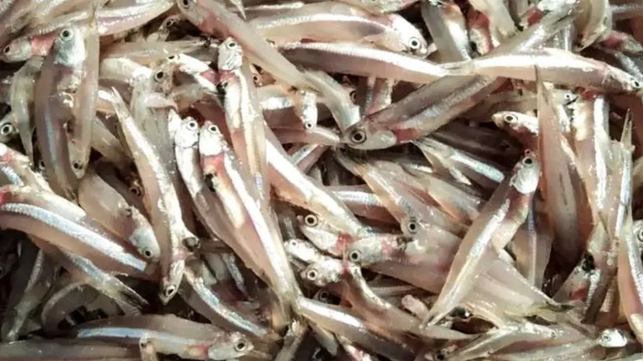 Teknik Sederhana Menggoreng Ikan Teri Agar Rasa Tetap Gurih