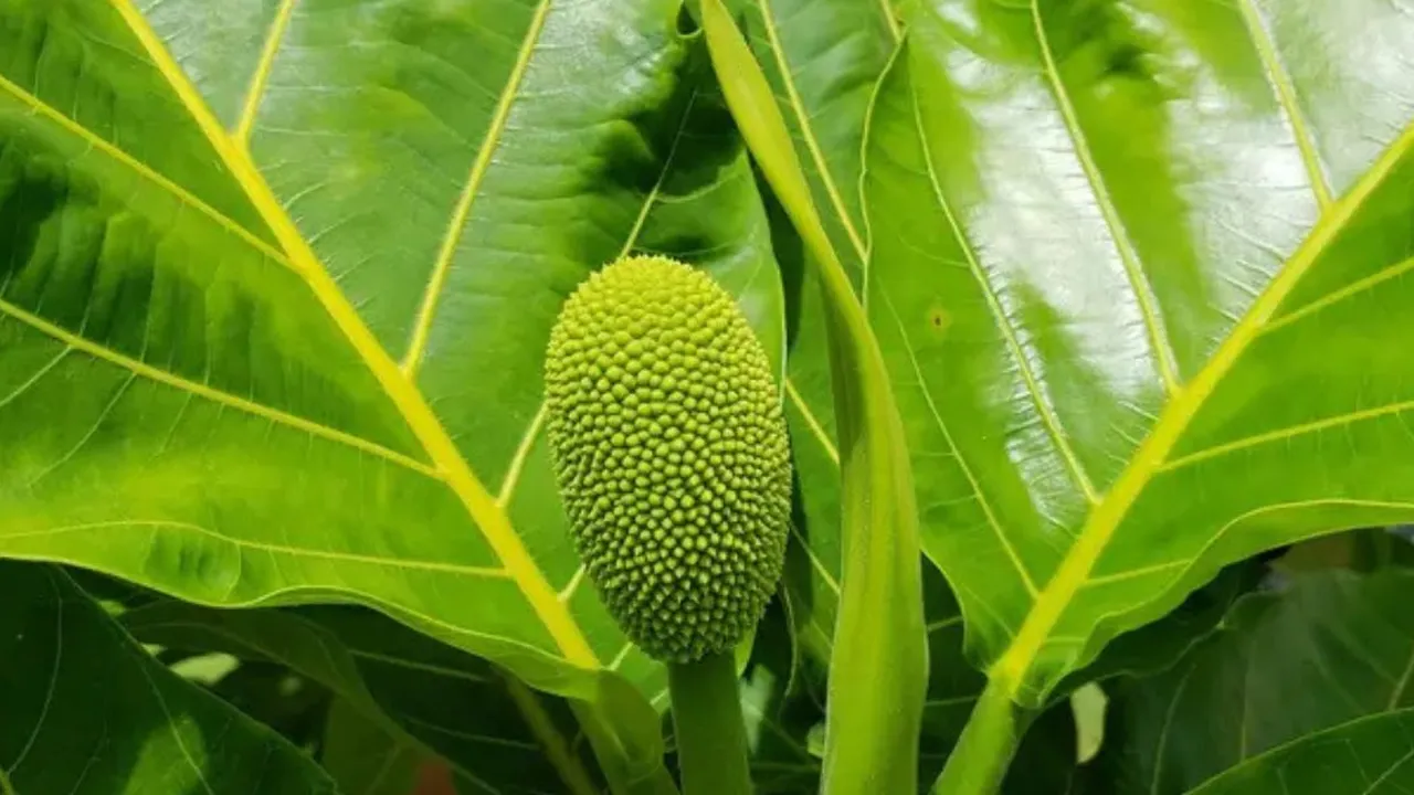Ternyata Daun Sukun Dapat Atasi Berbagai Penyakit, Simak Manfaatnya