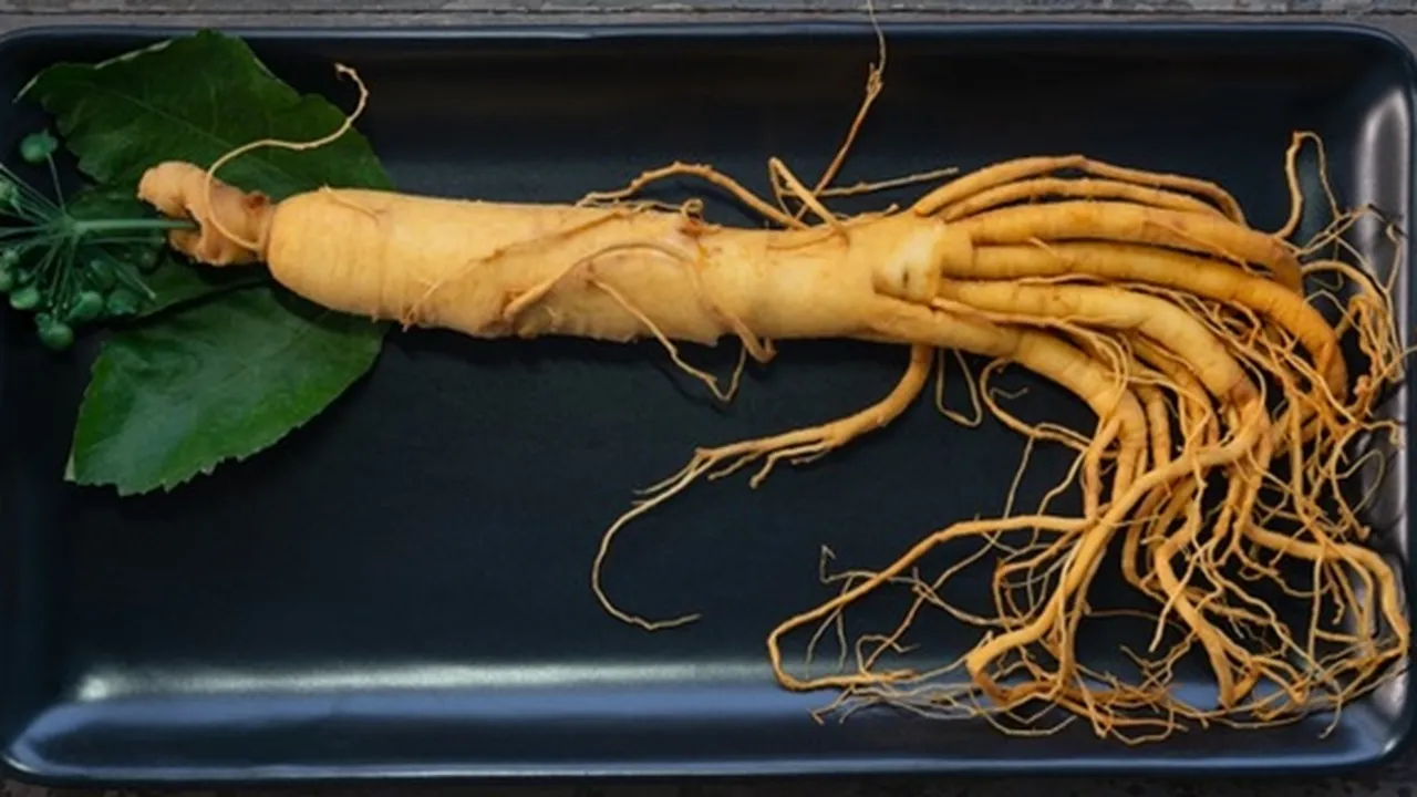 Manfaat Ginseng Korea Bagi Kesehatan, Beserta Efek Sampingnya Jika Dikonsumsi Berlebihan