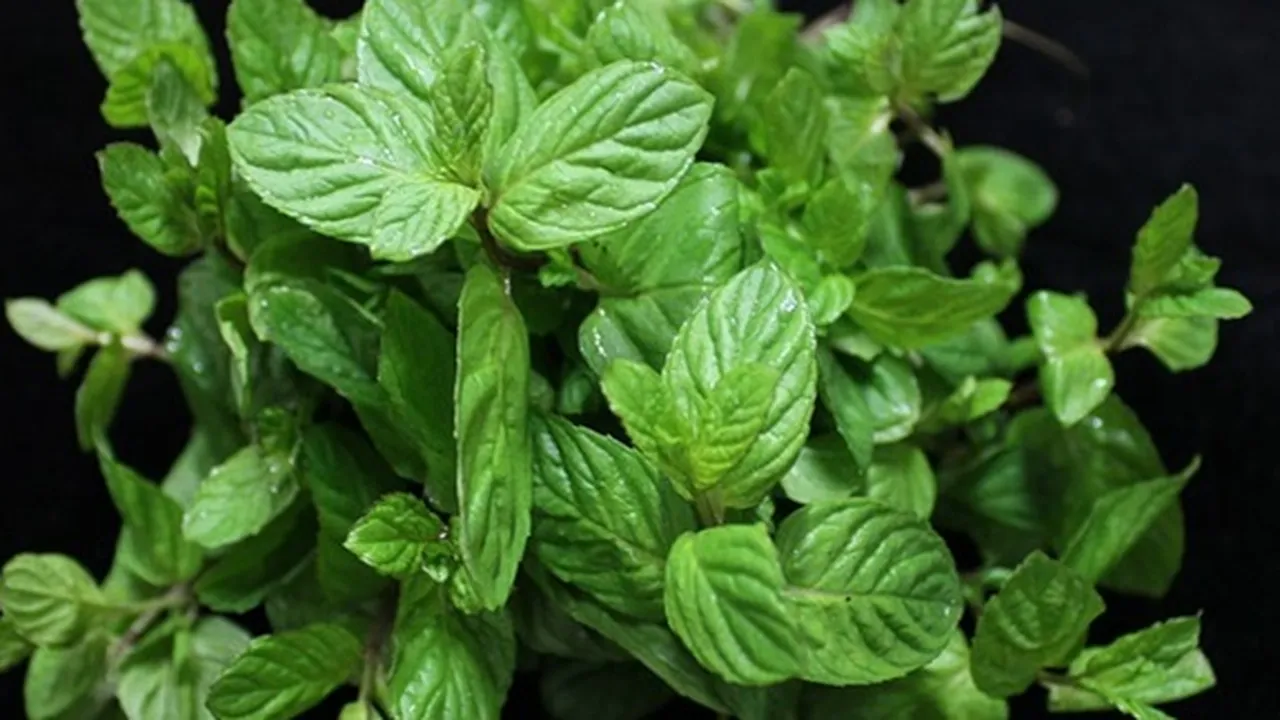 Tak Hanya Menyegarkan, Ini 13 Manfaat Daun Mint untuk Kesehatan Bisa Mengobati Asma