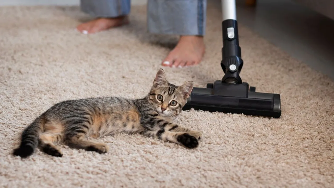 Tips Ampuh dan Cepat Membersihkan Bulu Kucing di Karpet, Anti Gagal