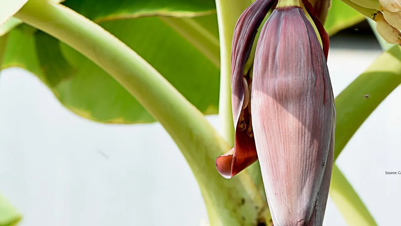 Tips Cepat Membuat Jantung Pisang Empuk dengan Warna Putih Cerah
