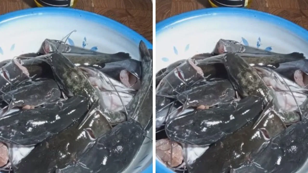 Tips Hilangkan Lendir Ikan Lele dengan Mudah, Hanya Pakai 2 Bahan Dapur