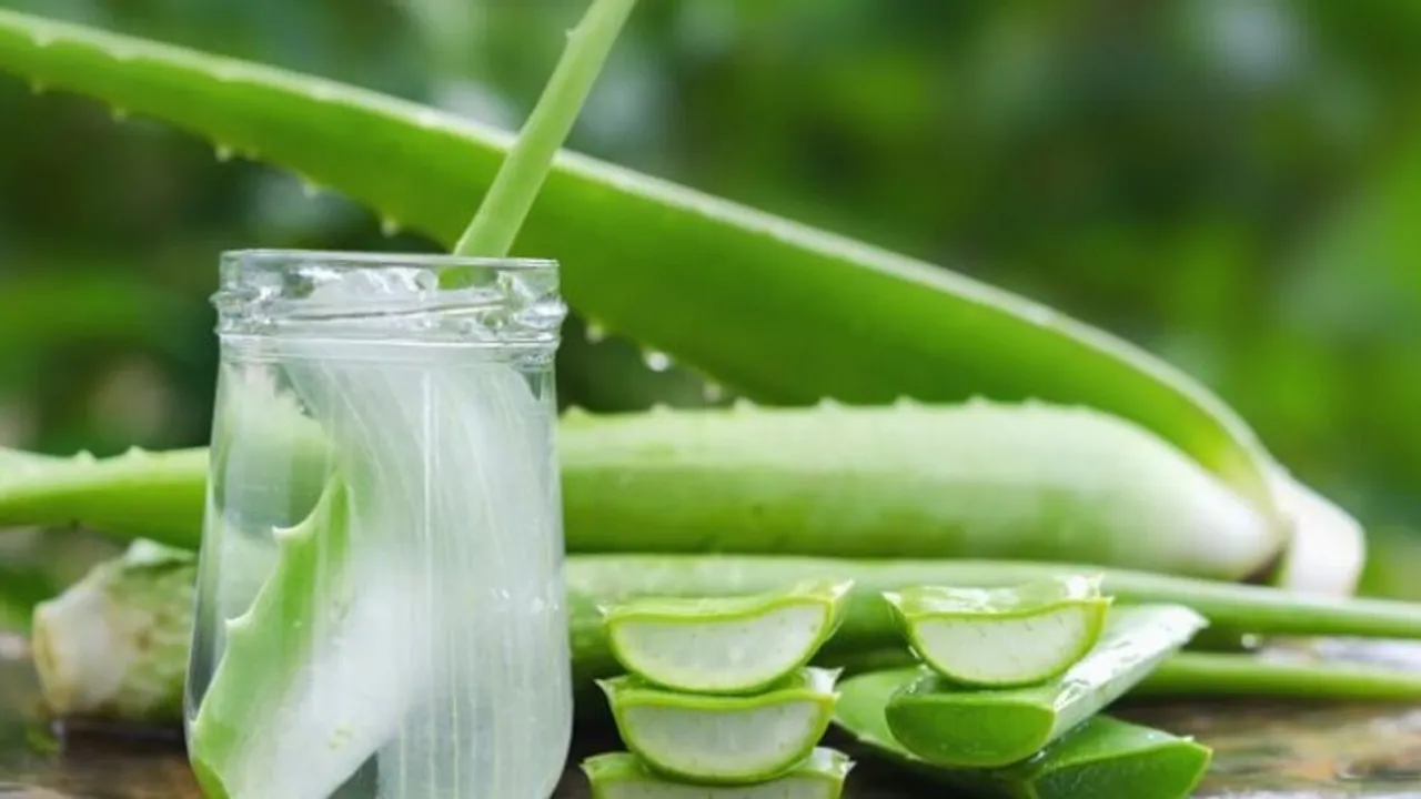 Tips Mengolah Lidah Buaya agar Tidak Gatal dan Aman Dikonsumsi