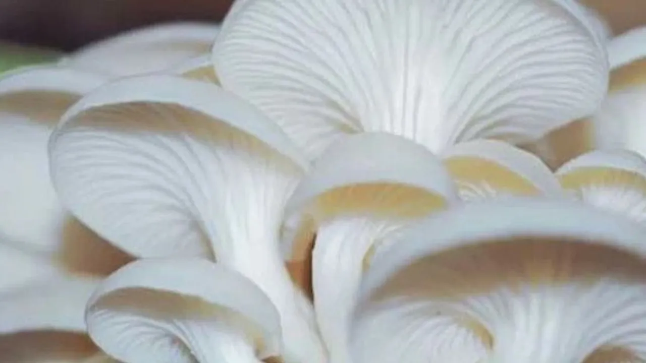 Tips Menyimpan Jamur Tiram Agar Lebih Awet