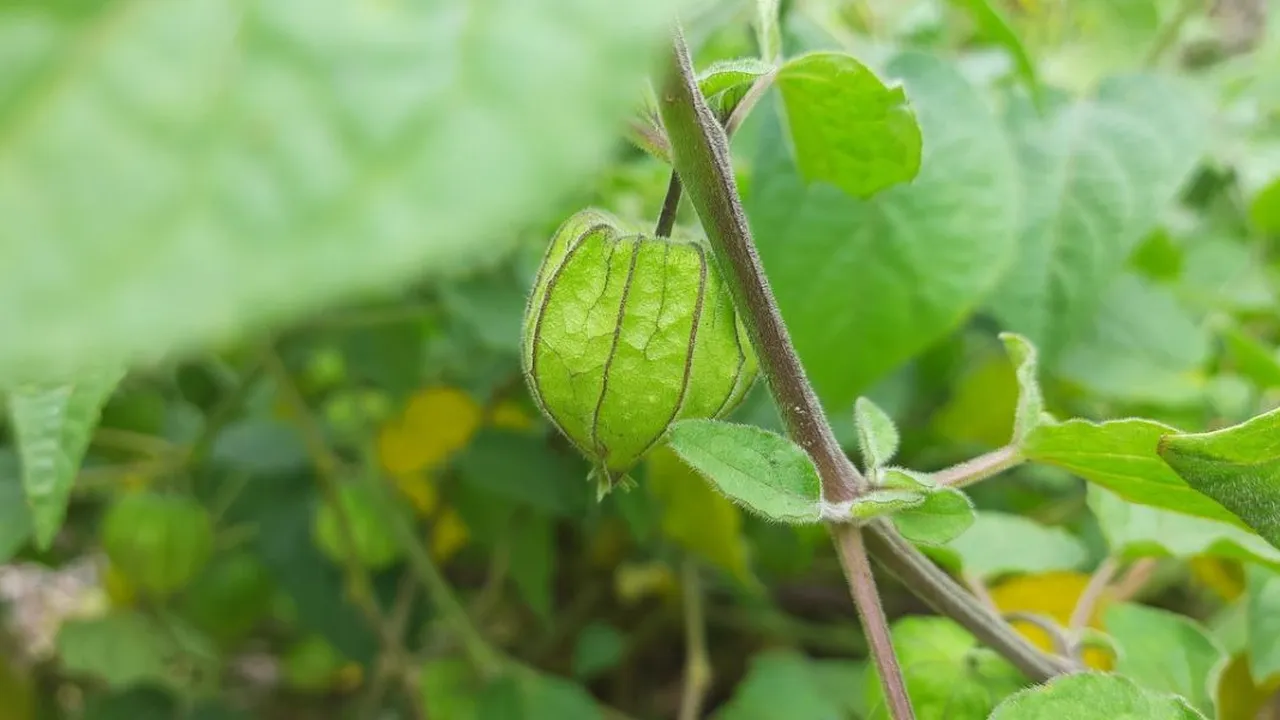 Tips Merebus Daun Ciplukan untuk Diabetes, Tanaman Herbal dengan Beragam Manfaat