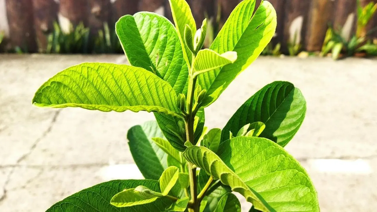 Tips Merebus Daun Ubi agar Cepat Empuk dan Tetap Kaya Manfaat