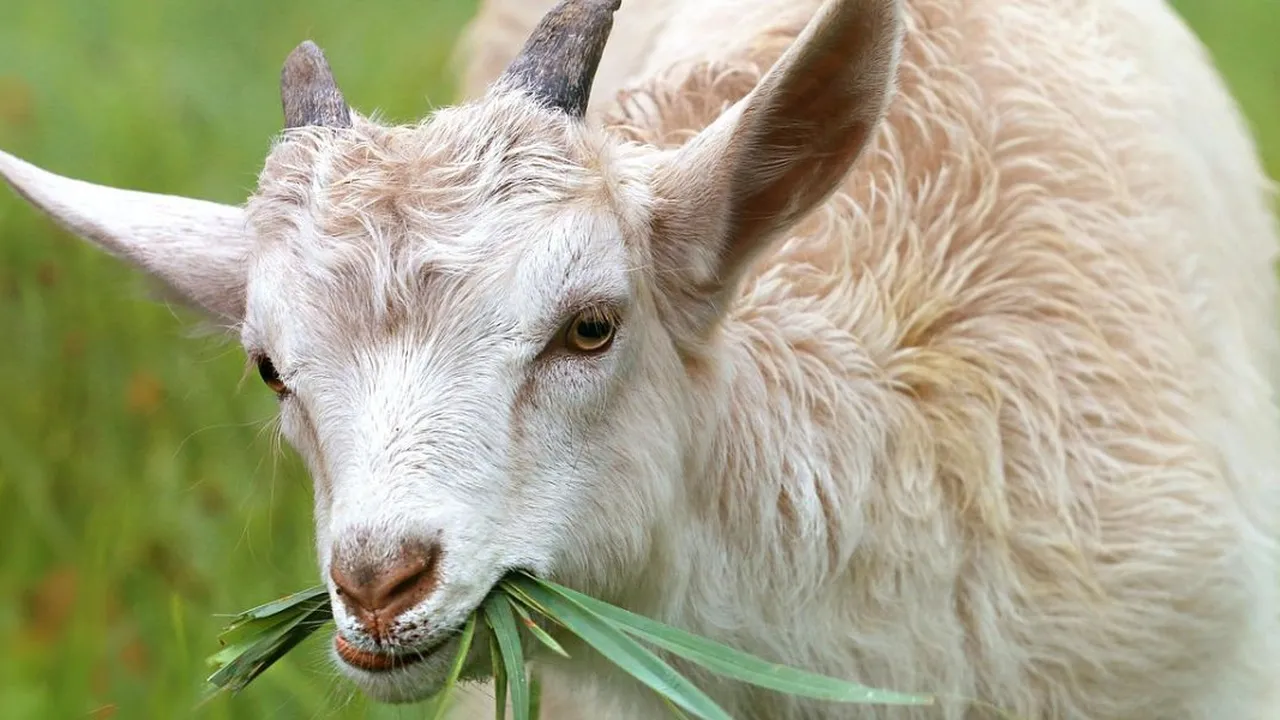 Tips Merebus Kaki Kambing Agar Tidak Bau dan Cepat Empuk, Ikuti Langkah-Langkah Ini