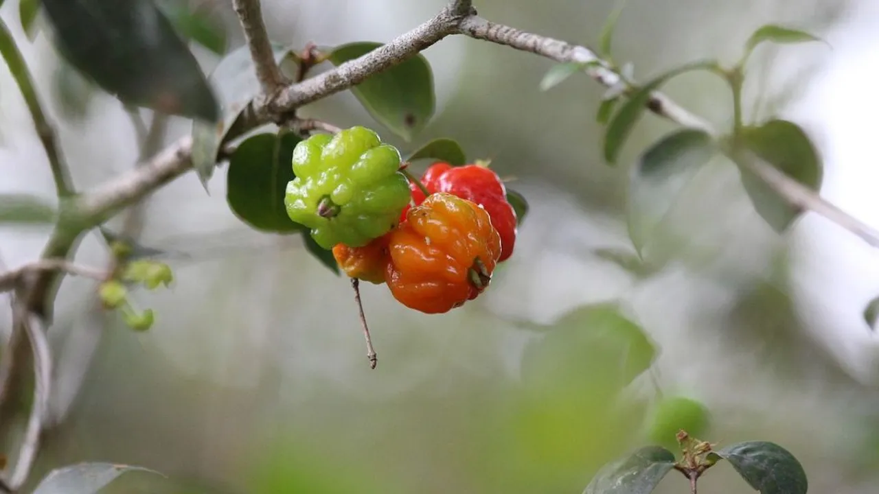 Tips Merebus Tanaman Herbal Daun Dewandaru untuk Darah Tinggi, Punya Banyak Manfaat