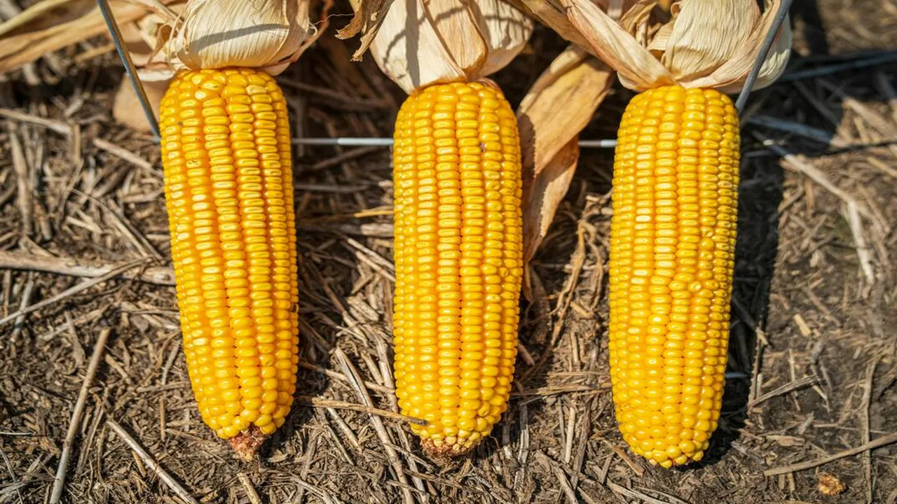 Tips Mudah Menyegarkan Jagung Keriput, Tanpa Bakal Mengubah Rasa