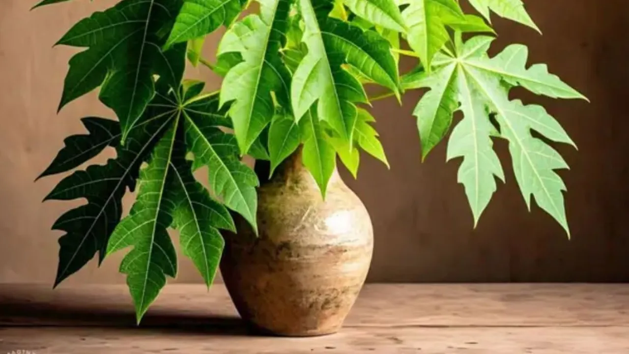 Tips Olah Daun Pepaya Agar Tetap Hijau dan Empuk Saat Dimasak