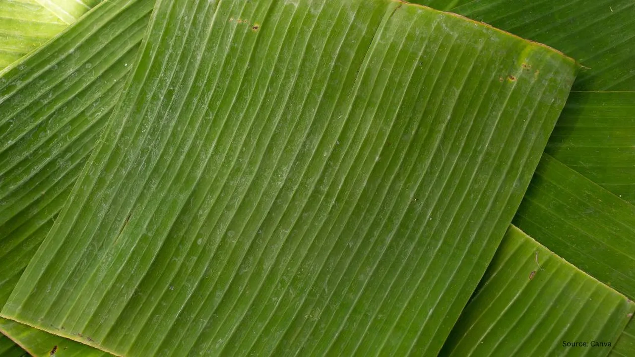 Tips Rahasia Daun Pisang Lentur dan Bersih Siap Pakai dengan Metode Air Panas