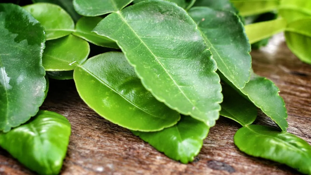 Tips Sederhana Daun Jeruk Awet dan Wangi, Hanya Butuh Plastik Ziplock