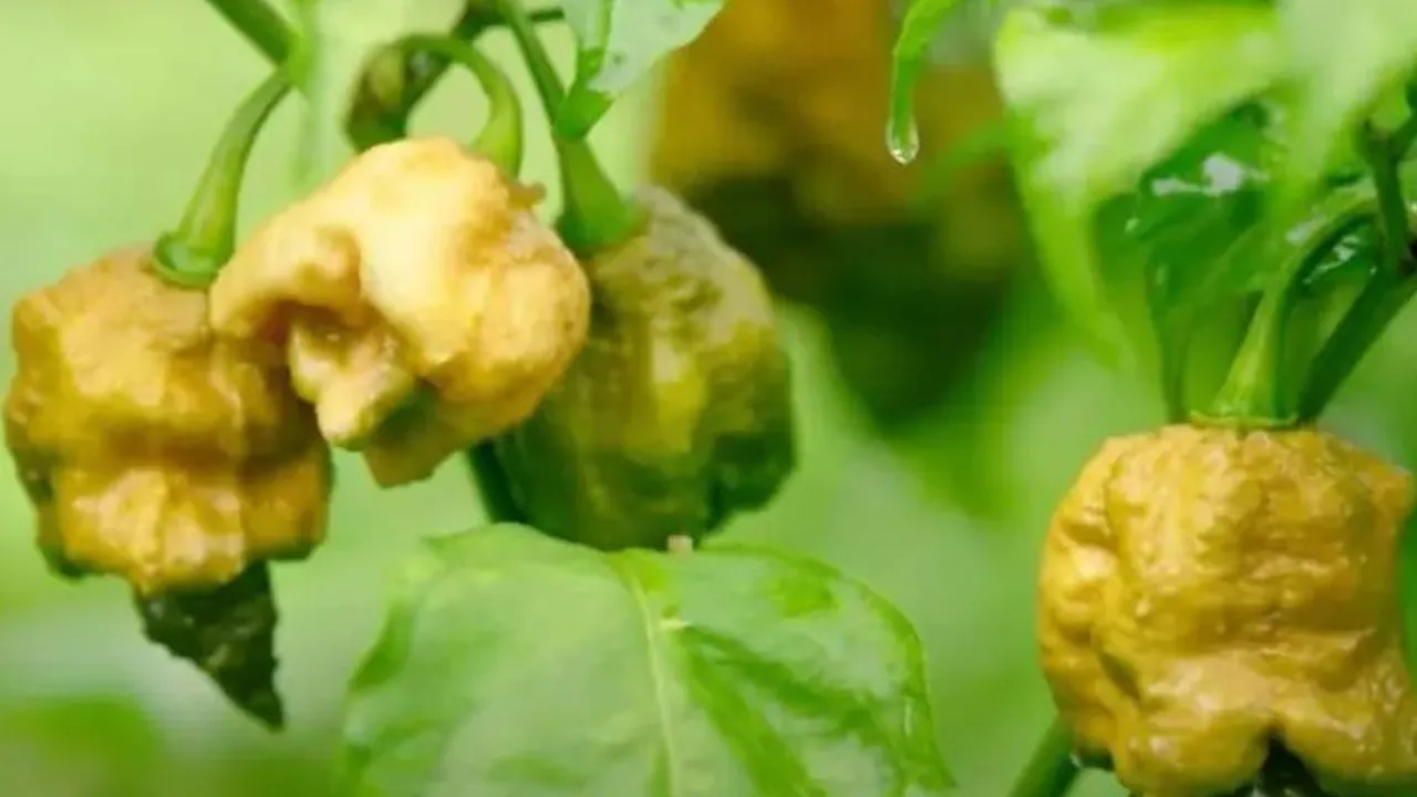 Top 10 Cabai Paling Pedas di Dunia: Perubahan Terbaru dalam Data!