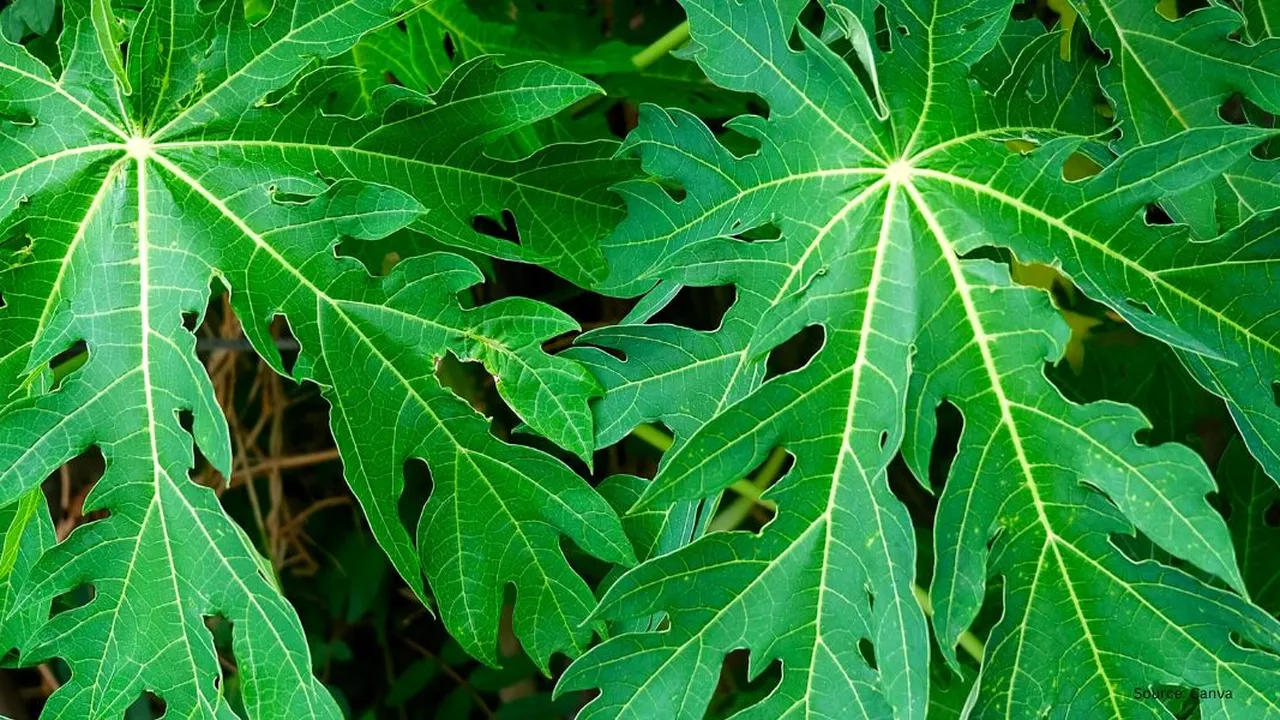 Trik Masak Daun Pepaya Anti Pahit yang Jarang Diketahui