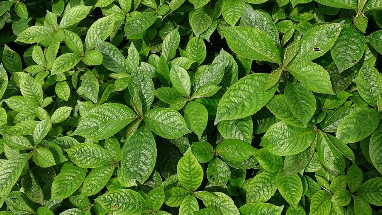 Trik Merebus Daun Keji Beling, Tanaman Liar yang Ampuh Redakan Batu Ginjal hingga Diabetes