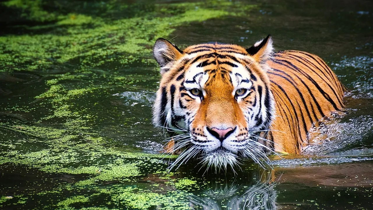 Ungkapan Bahasa Jepang Harimau, Lengkap dengan Daftar List Hewan Pemangsa Lainnya