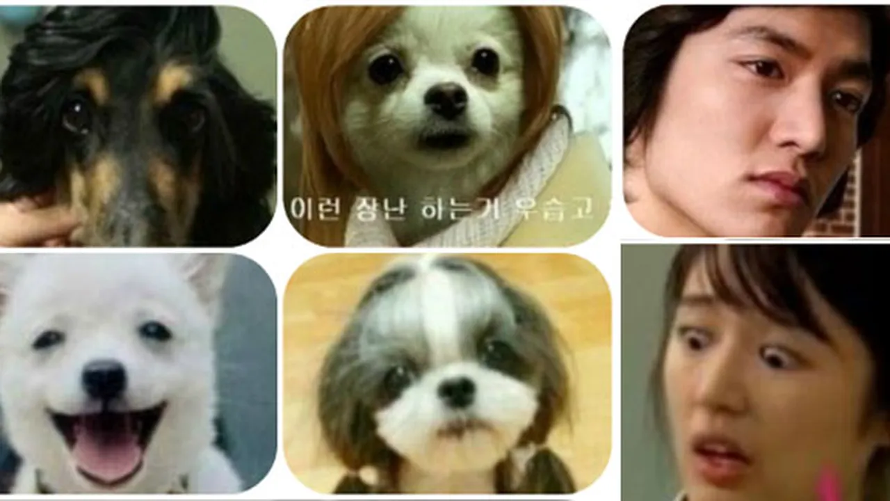Wow, Anjing-Anjing Ini Mirip Seleb Korea!