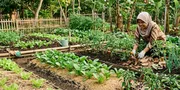 10 Alternatif Mulsa Plastik untuk Kebun Sayur dari Bahan Rumah Tangga
