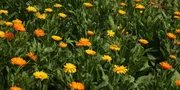 10 Cara Menanam Bunga Calendula dari Benih hingga Menghasilkan Bunga